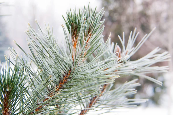 Branches d'épinette dans la neige — Photo