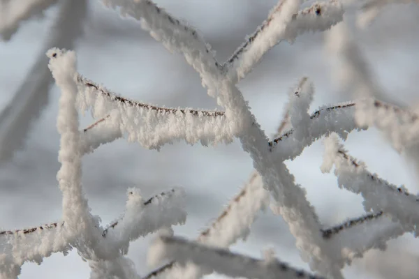 Branches d'arbres dans la neige — Photo