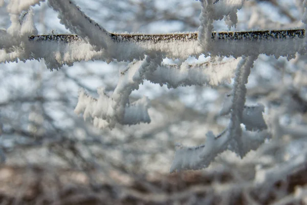 Takken van bomen in de sneeuw — Stockfoto