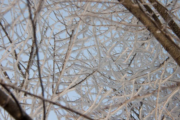 Takken van bomen in de sneeuw — Stockfoto
