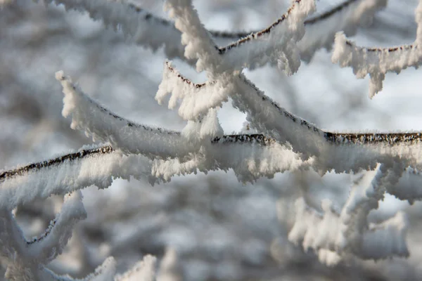 Äste von Bäumen im Schnee — Stockfoto