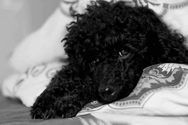 Cara de caniche negro con patas — Foto de Stock