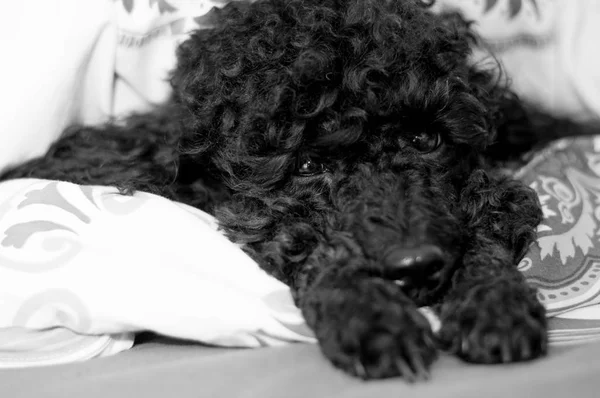 Face black poodle with paws — Stock Photo, Image