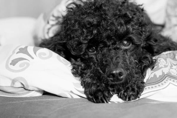 Cara poodle preto com patas — Fotografia de Stock