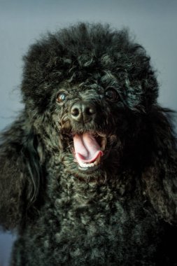 yüz siyah fino köpeği