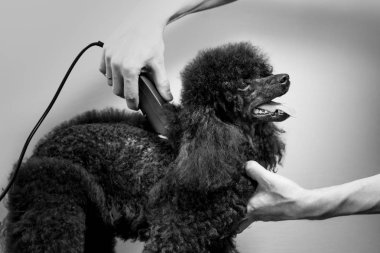 Bir siyah fino köpeğinin vücut saç kesimi