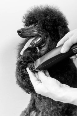 Siyah bir fino köpeği pençe damat