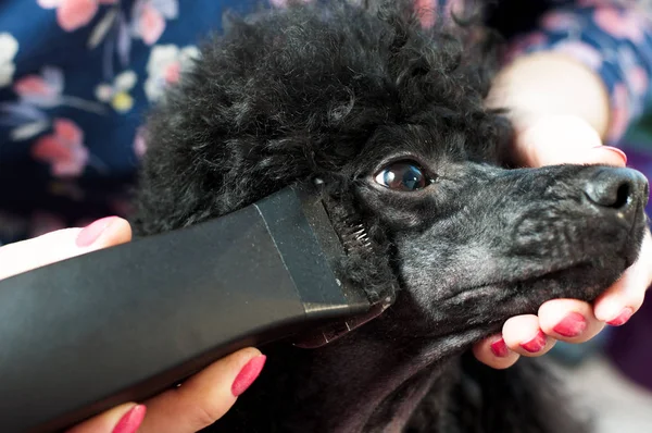 Haircut of the muzzle of a black poodle — Stock Photo, Image