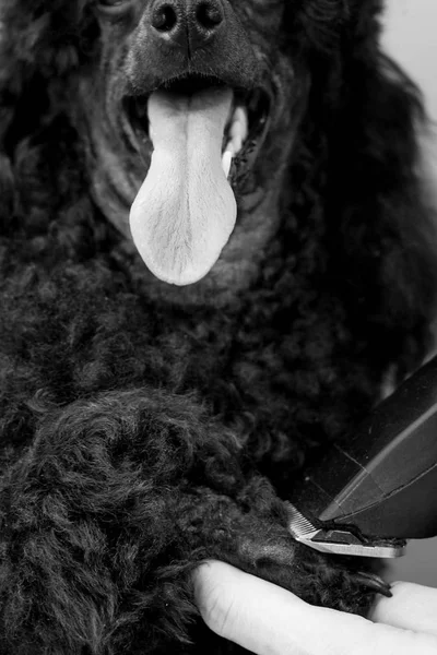 Pata de preparação de um poodle preto — Fotografia de Stock