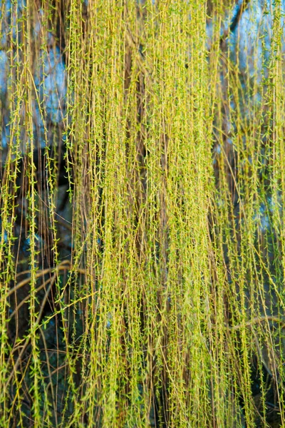 Willow in the sun — Stock Photo, Image