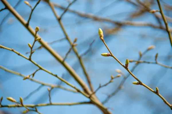 Knopen op de boom — Stockfoto