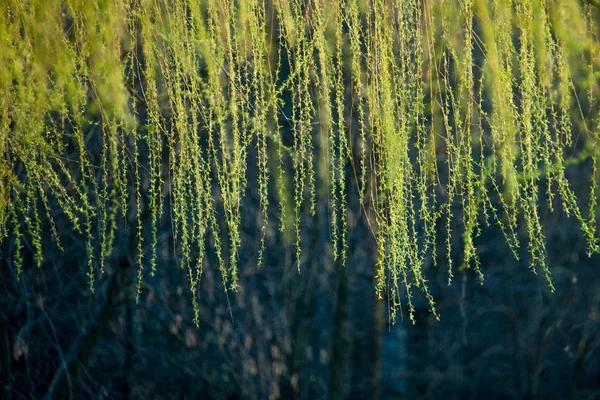 Willow in de zon — Stockfoto
