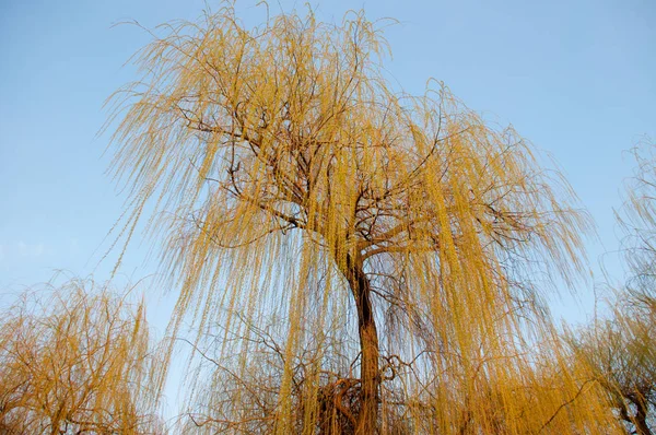 Güneşte willow — Stok fotoğraf