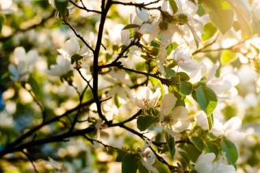 Çiçekli Ayva güneşin
