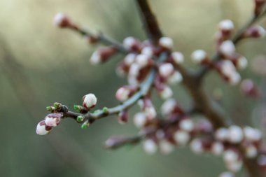 Daha önce bir ağacı çiçek açması