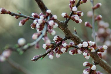 Daha önce bir ağacı çiçek açması