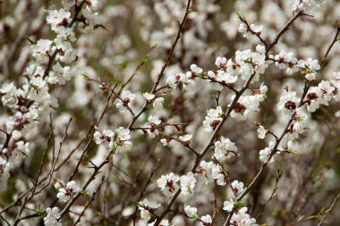 Daha önce bir ağacı çiçek açması