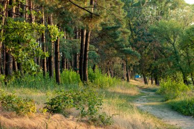 patika orman boyunca