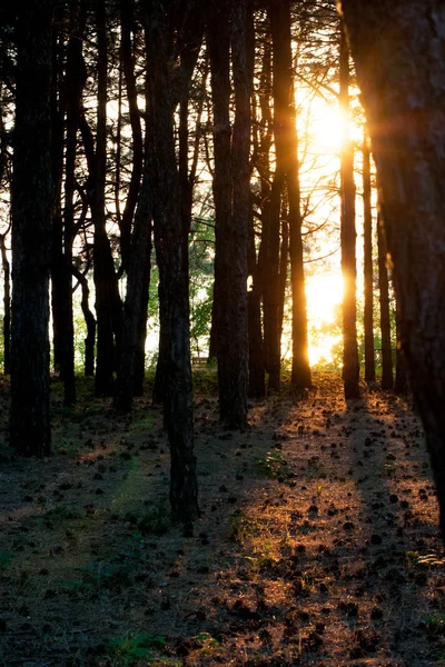 Orman yoluyla güneşin görünümü