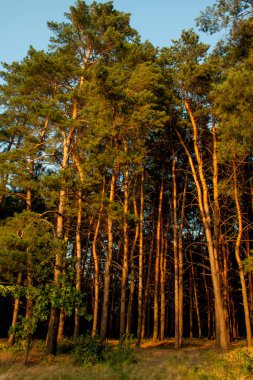 çam ormanı içinde güneş ışığı