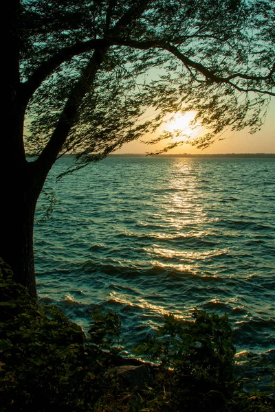 Sauce cerca del agua por la noche — Foto de Stock