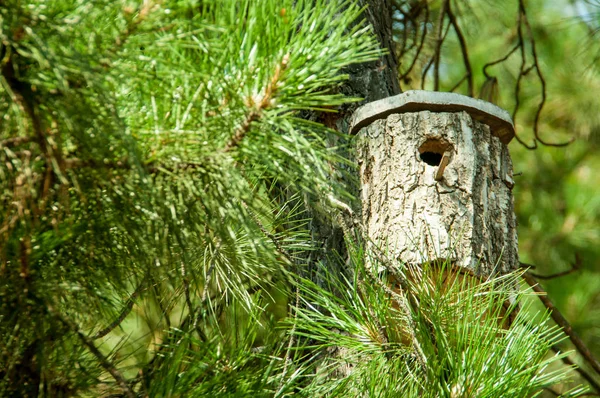 Birdhouse wykonane z drewna sosnowego — Zdjęcie stockowe