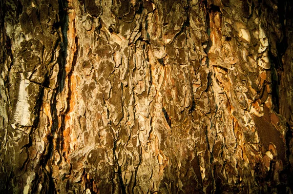 Bark of pine tree — Stock Photo, Image