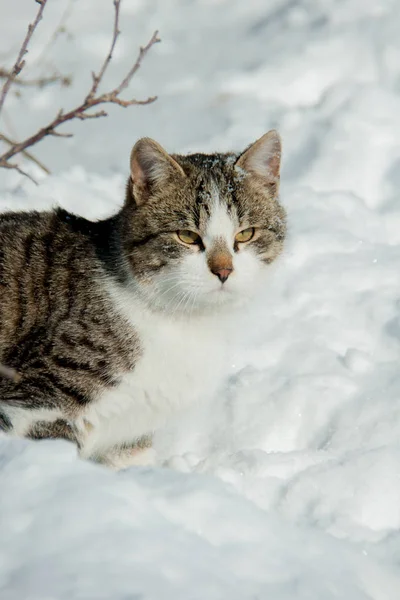 Die Katze sitzt im Schnee — Stockfoto