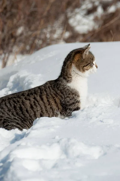 Die Katze sitzt im Schnee — Stockfoto