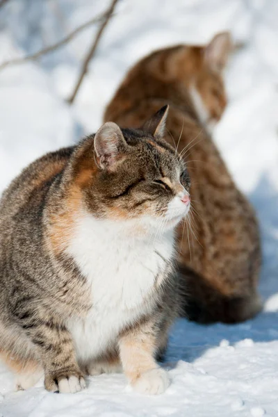 Vinterkatter på snø – stockfoto