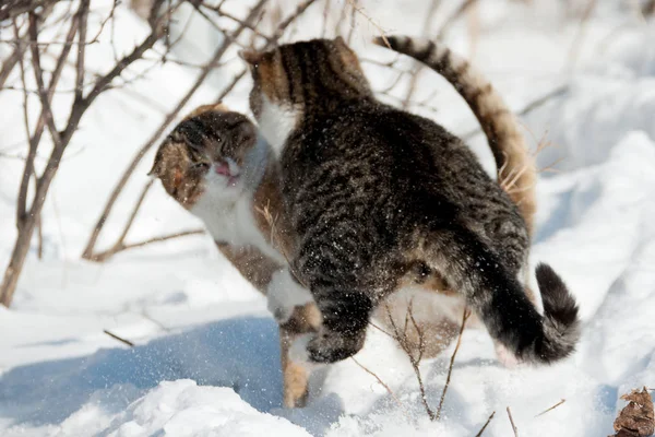 Katzen im Winter auf Schnee — Stockfoto