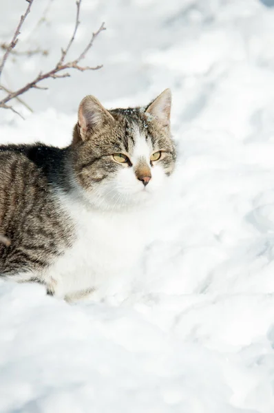 Die Katze sitzt im Schnee — Stockfoto