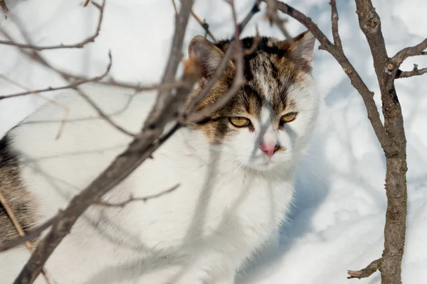 Katten sitter i snøen – stockfoto