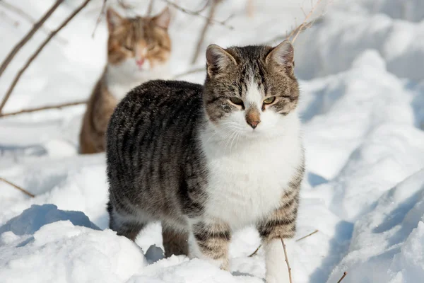 Die Katze sitzt im Schnee — Stockfoto