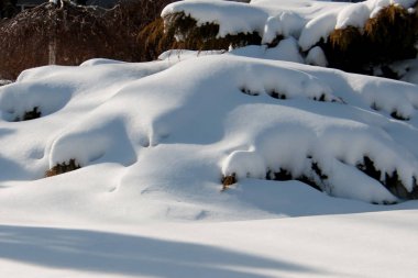 Çalılıkların üzerinde Snowdrifts