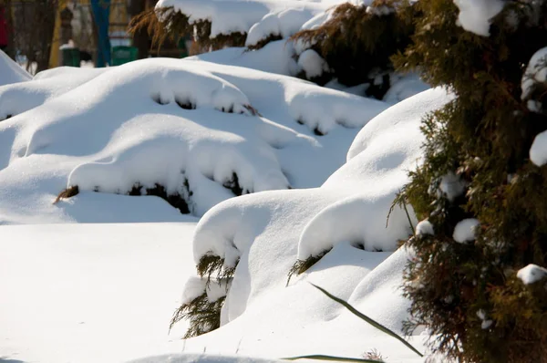 Schneeverwehungen auf Büschen — Stockfoto