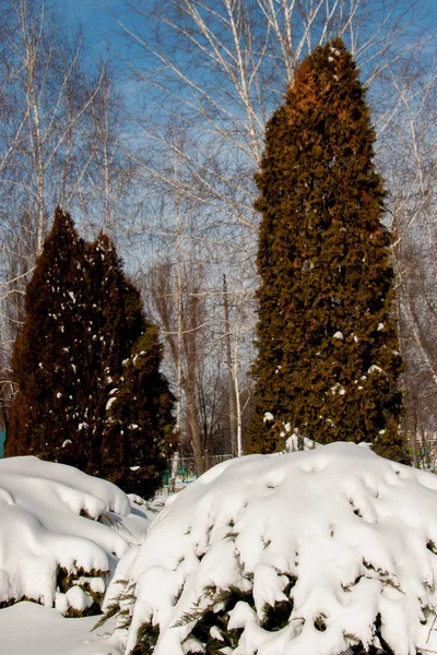 Schneeverwehungen auf Büschen — Stockfoto