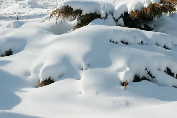 Sneeuwlaag op struiken — Stockfoto