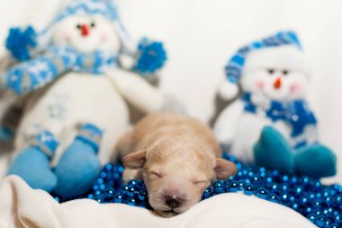 Yeni doğan yavru kardan adam arka plan üzerinde kırmızı şapkalı