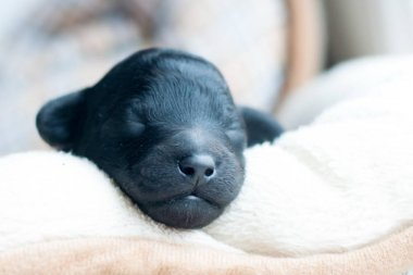 Yeni doğan yavru köpek namlu