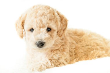 bej köpek yavrusu yalanlar üzerine beyaz