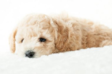 bej köpek yavrusu yalanlar üzerine beyaz