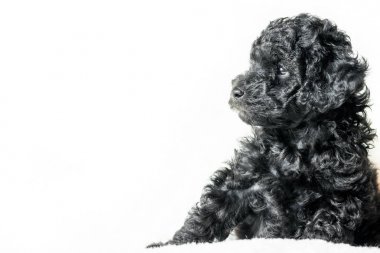 siyah köpek yavrusu üzerinde beyaz bir battaniye yalan söylüyor