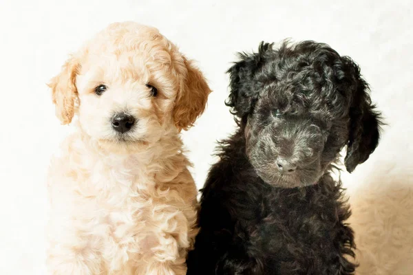 Два щенка бежевого и черного сидят — стоковое фото