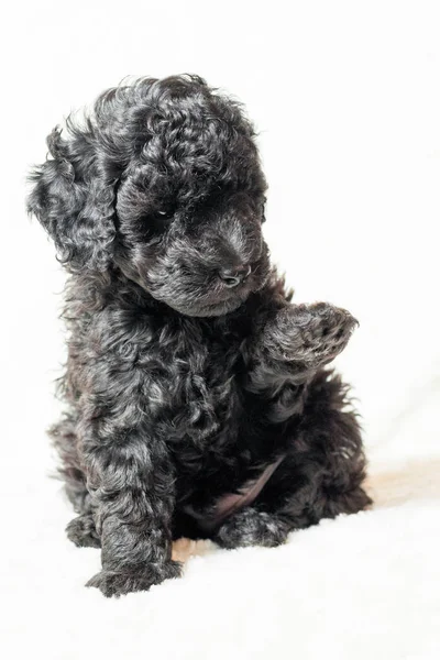 Cachorro preto está deitado em um cobertor branco — Fotografia de Stock