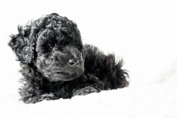Black puppy is lying on a white blanket — Stock Photo, Image