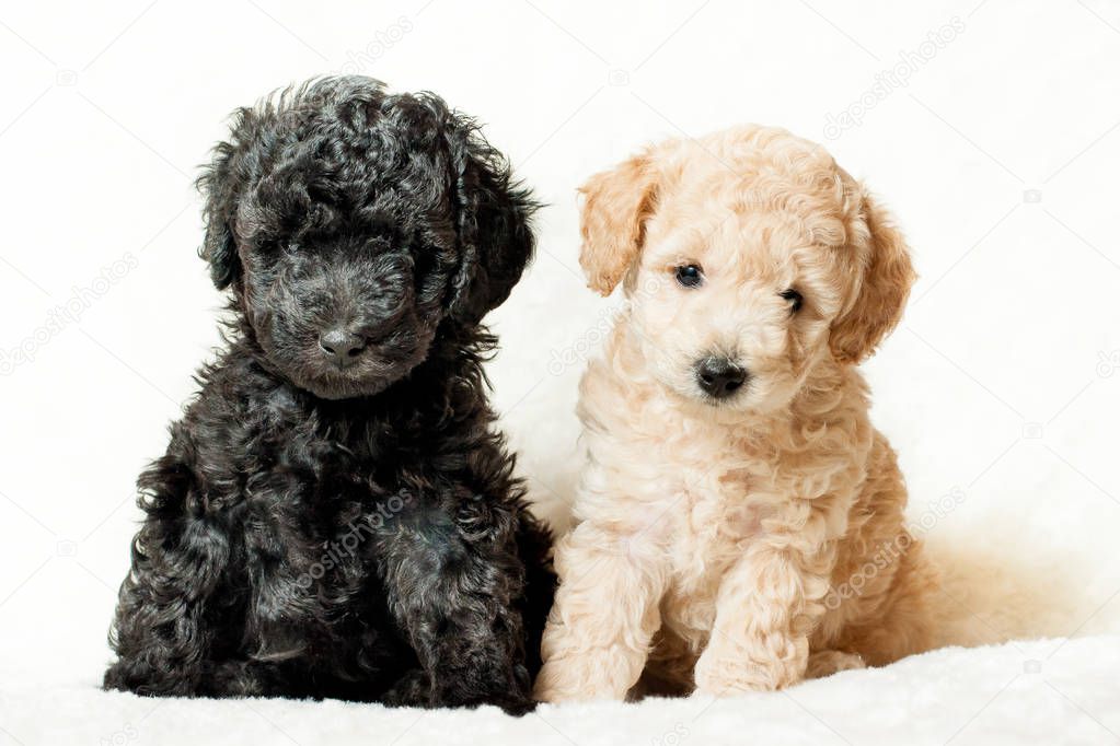 two puppies beige and black sit