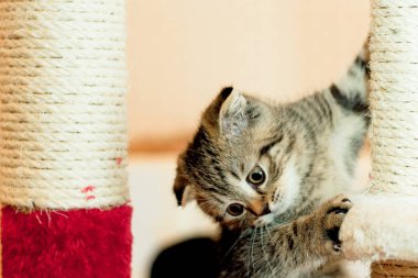 güzel küçük gri kedi yavrusu oturur bir oda ve uzağa arıyorsunuz