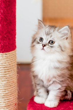 güzel bir küçük tüylü yavru kedi iç oturur ve yana doğru görünüyor