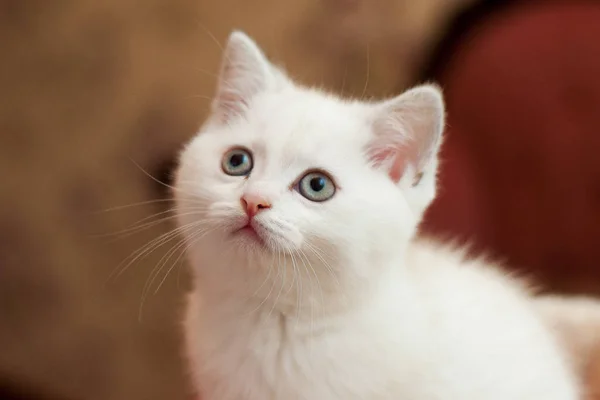 Beautiful little kitten of white color in the room looks around — Stock Photo, Image